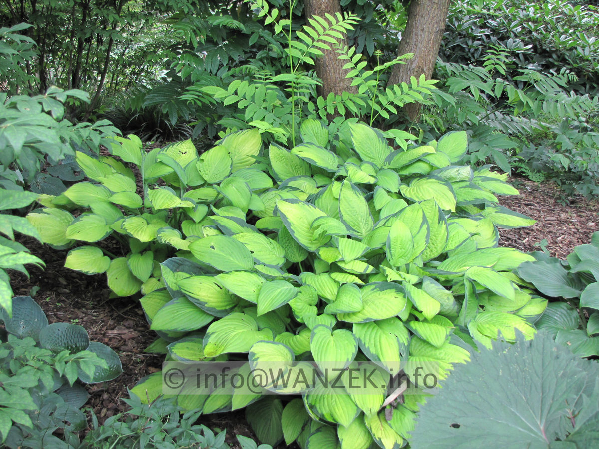 Hosta fortunei Gold Standard - Gruppe Sol.JPG
